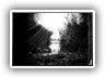 _Canne-al-sole